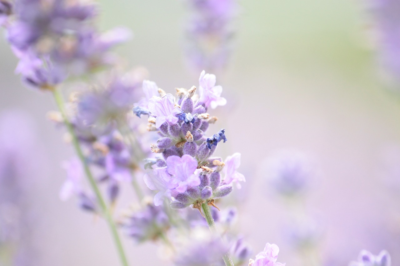 How to Grow Lavender for Scent and Beauty